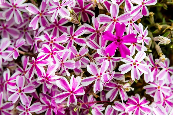 ピンクと白の芝桜の花が咲く — ストック写真