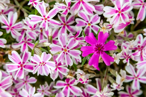 Blooming Pink and White Phlox Flowers — Stock Photo, Image
