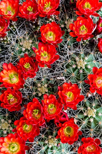 Bloeiende barrel cactus met rode bloemen — Stockfoto