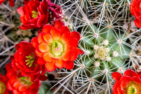 Bloeiende barrel cactus met rode bloemen — Stockfoto