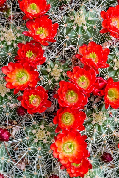 Bloeiende barrel cactus met rode bloemen — Stockfoto