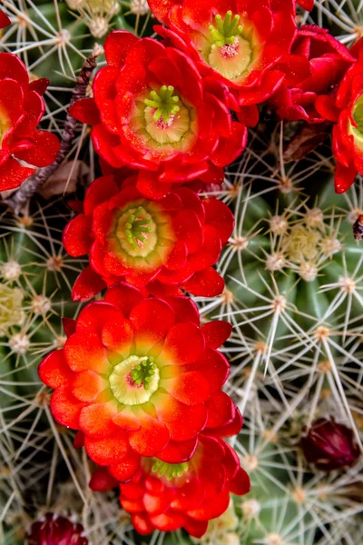 Blooming barrel cactus with red blooms — Stock Photo, Image