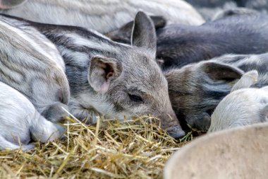 Bebek mangalitsa domuzcuklar organik çiftlik