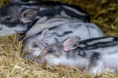 Bebek mangalitsa domuzcuklar organik çiftlik