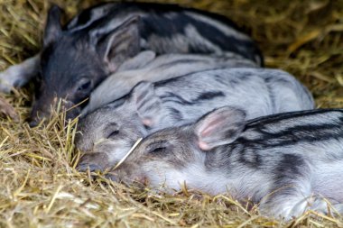 Bebek mangalitsa domuzcuklar organik çiftlik