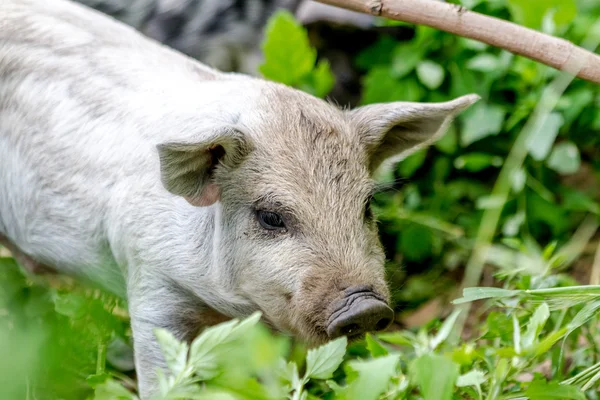 Baby mangalitsa prasátka na ekologické farmě — Stock fotografie