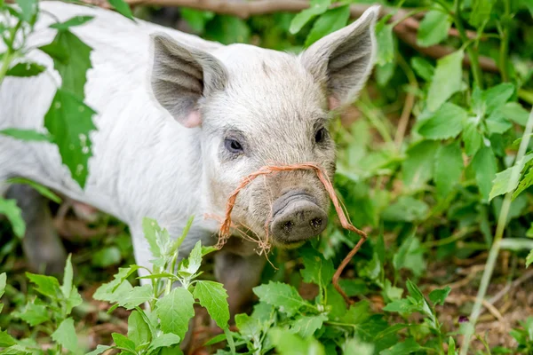 Baby mangalitsa prasátka na ekologické farmě — Stock fotografie