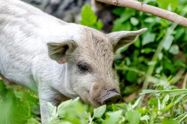Baby Mangalitsa Piglets on Organic Farm — Stock Photo, Image