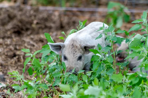 Baby mangalitsa biggen op biologische boerderij — Stockfoto