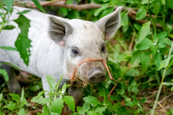 Baby Mangalitsa Piglets on Organic Farm — Stock Image Baby Mangalitsa Piglets on Organic Farm Royalty Free Stock Photos