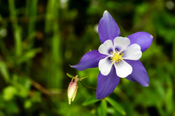 Flores de Columbina Azul Floreciente — Foto de Stock