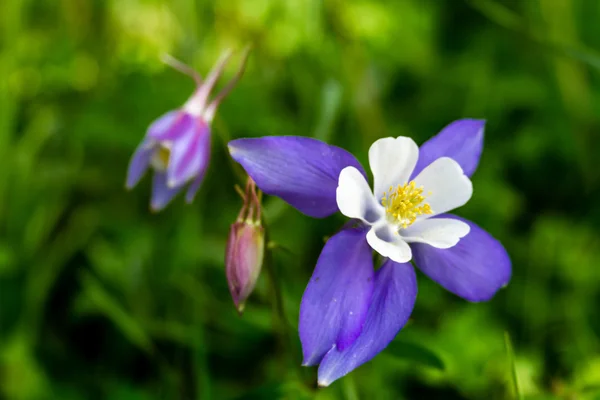 Άνθιση columbine μπλε λουλούδια — Φωτογραφία Αρχείου