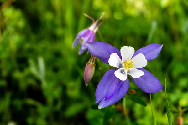 Άνθιση columbine μπλε λουλούδια — Φωτογραφία Αρχείου