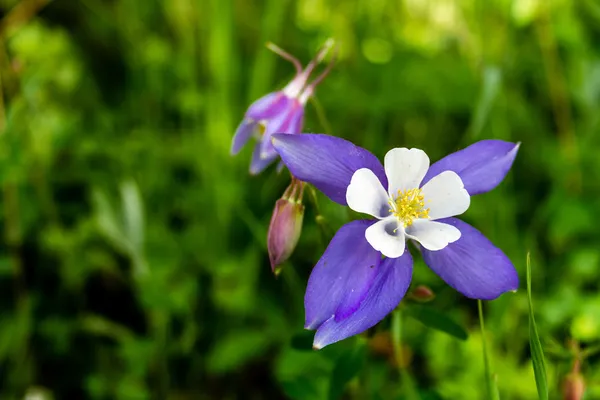 Virágzó virágok kék columbine — Stock Fotó