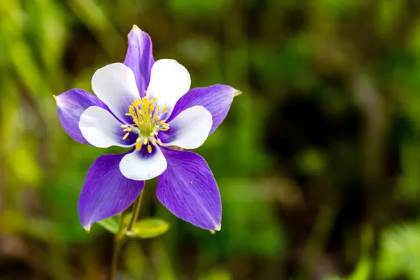 Kukkivat Blue Columbine kukkia — kuvapankkivalokuva