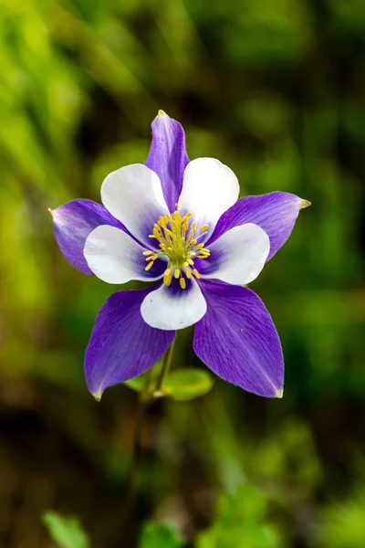 青いコロンバインの花の咲く — ストック写真