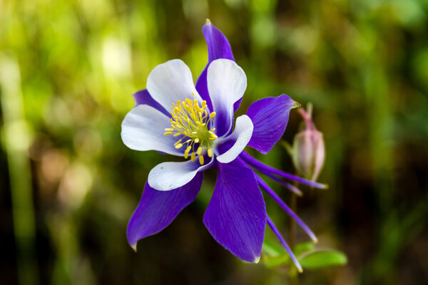 Цветущие голубые цветы Колумбайн
