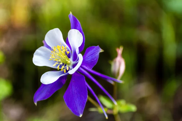 Blühende blaue Akelei-Blumen — Stockfoto