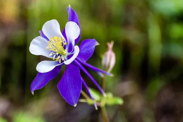 Kwitnący kwiat delikatny niebieski — Zdjęcie stockowe