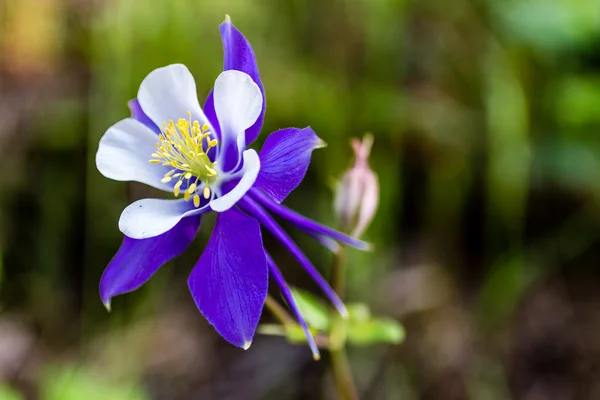 Blühende blaue Akelei-Blumen — Stockfoto