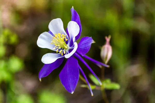 Blühende blaue Akelei-Blumen — Stockfoto