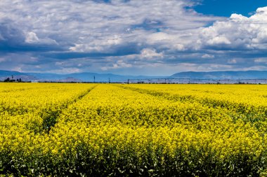 Sarı kanola kolza alanları çiçek
