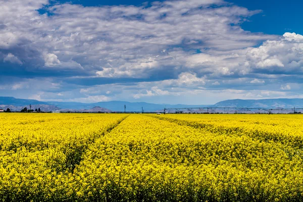 Campi di colza di colza gialla in fiore — Foto Stock