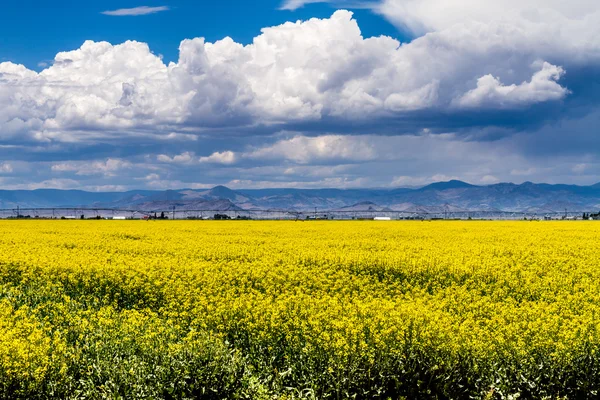 Gele canola koolzaad velden in bloei — Stockfoto