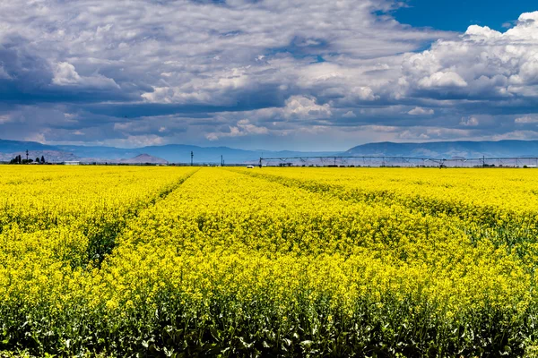 Желтая рапсовая рапсодия в цветении — стоковое фото