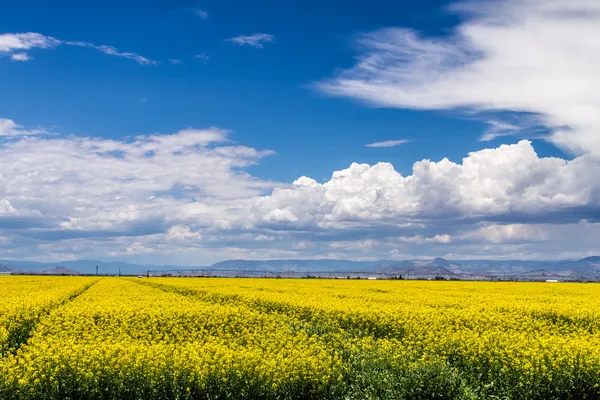 Řepkové pole žluté řepky v květu — Stock fotografie