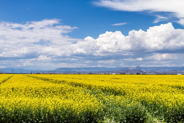 Řepkové pole žluté řepky v květu — Stock fotografie