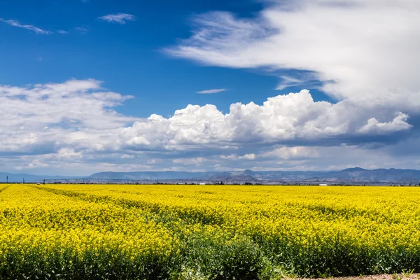 Gele canola koolzaad velden in bloei — Stockfoto