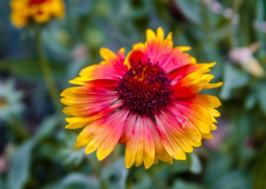 Hint battaniye kır çiçeği çiçek