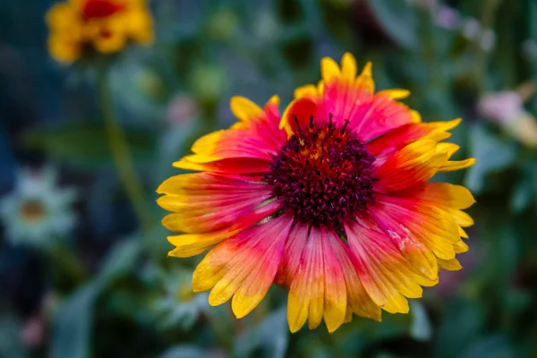 Індійська ковдру wildflower цвітіння — стокове фото