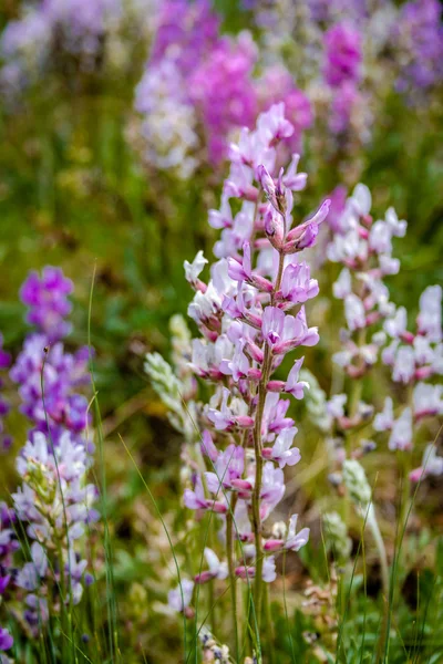 Colorado Montagna Fiori di campo — Foto Stock