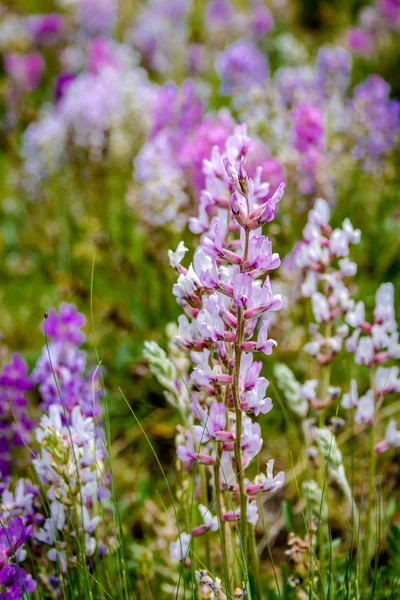 Colorado dağ kır çiçekleri — Stok fotoğraf