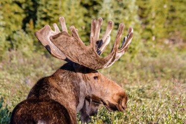 Large Bull Moose in Summer Velvet clipart