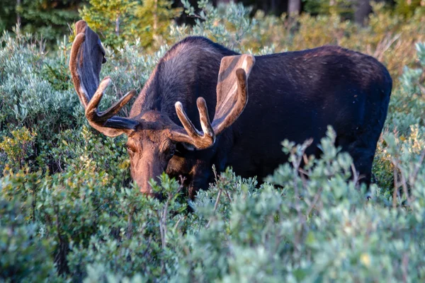 Large Bull Moose in Summer Velvet — Stock Photo, Image