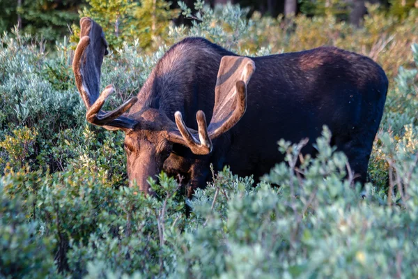 Великий лося bull у літніх оксамит — стокове фото