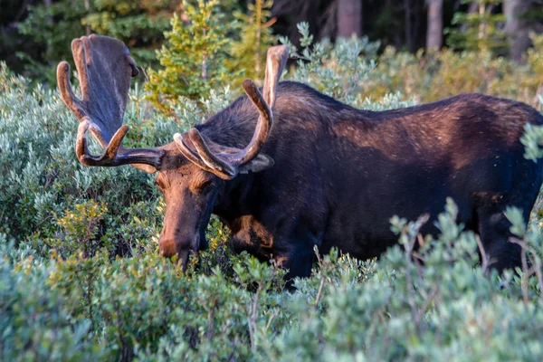 Alce de toro grande en terciopelo de verano —  Fotos de Stock