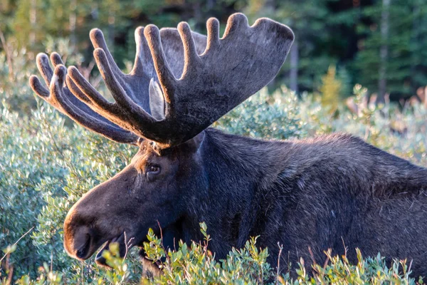 Großer Bullenelch im Sommersamt — Stockfoto