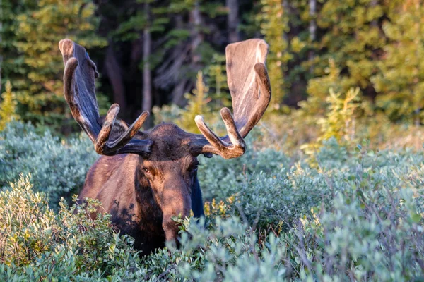 Großer Bullenelch im Sommersamt — Stockfoto