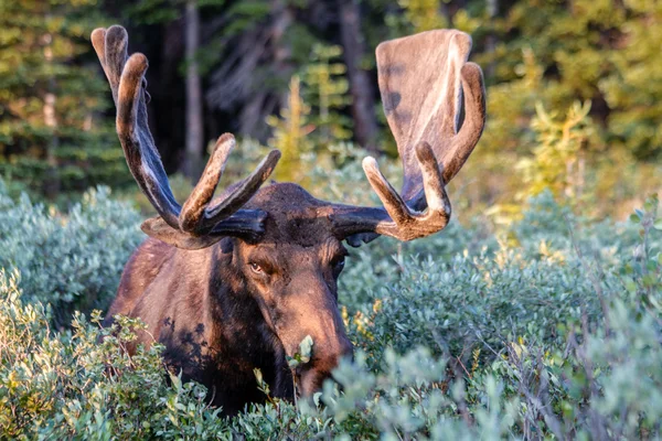 Großer Bullenelch im Sommersamt — Stockfoto