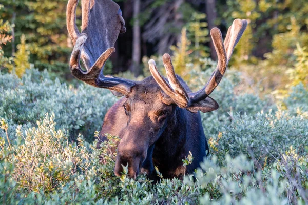 Large Bull Moose in Summer Velvet — Stock Photo, Image