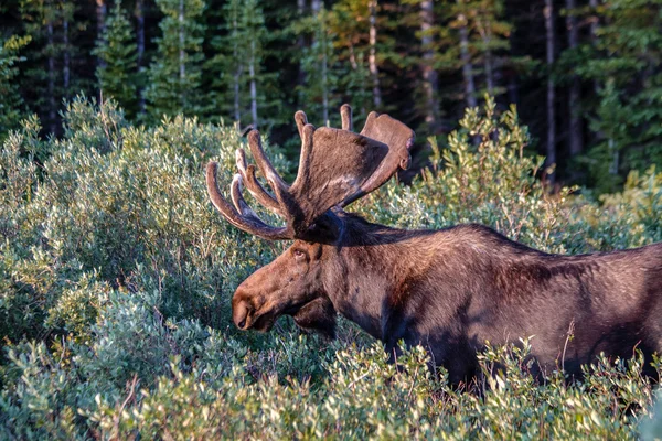 Large Bull Moose in Summer Velvet — Stock Photo, Image