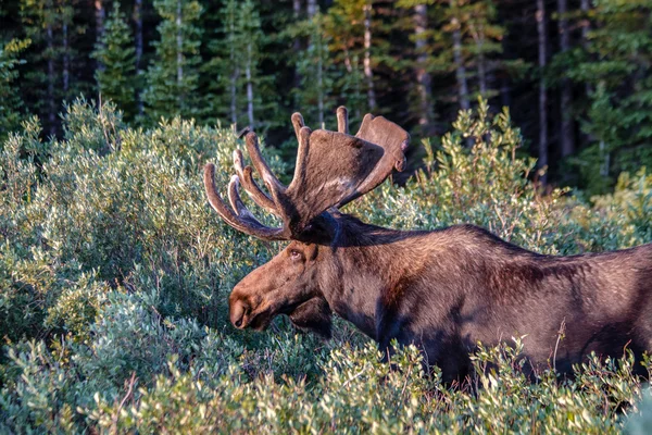 Stor tjur älg i sommaren sammet — Stockfoto