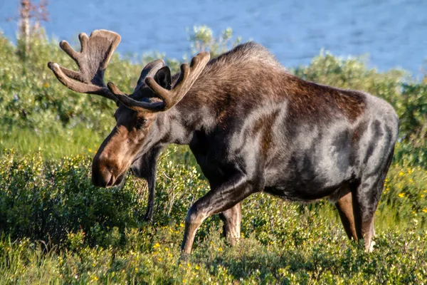 Large Bull Moose in Summer Velvet — Stock Photo, Image