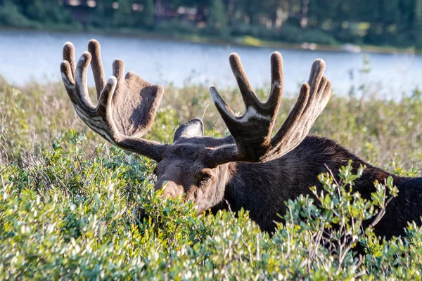 Large Bull Moose in Summer Velvet — Stock Photo, Image