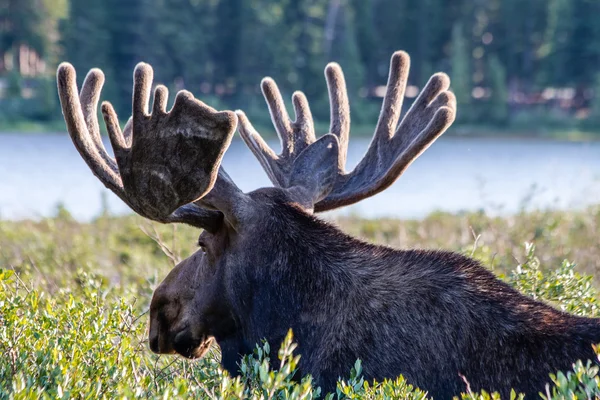 Stor tjur älg i sommaren sammet — Stockfoto