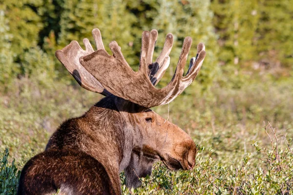 Large Bull Moose in Summer Velvet — Stock Photo, Image